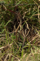 Common Snipe